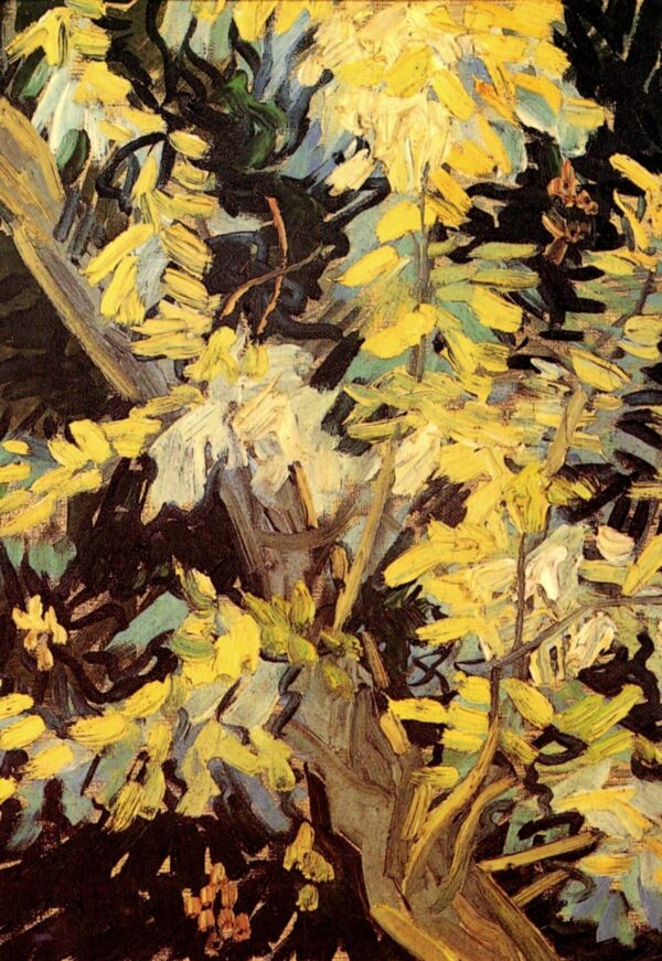 Acacias fleurissants – Van Gogh Vincent Van Gogh 70x105