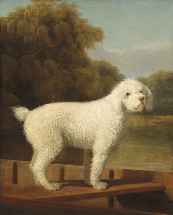 Caniche Blanc dans un Punt – George Stubbs George Stubbs 70x85