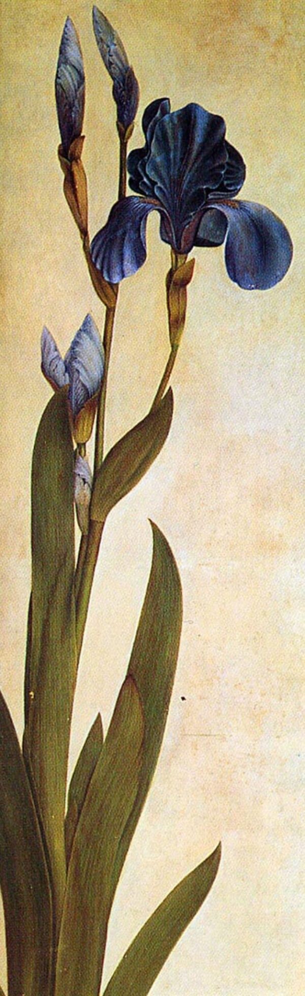 Un Iris – Albrecht Dürer Albrecht Dürer 60x180