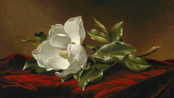 Magnolia Grandiflora – Martin Johnson Heade Martin Johnson Heade 120x70