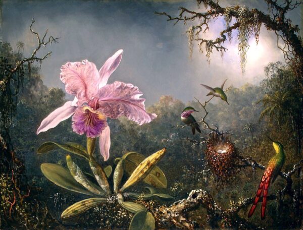 Orchidée Cattleya et trois colibris – Martin Johnson Heade Martin Johnson Heade 85x75