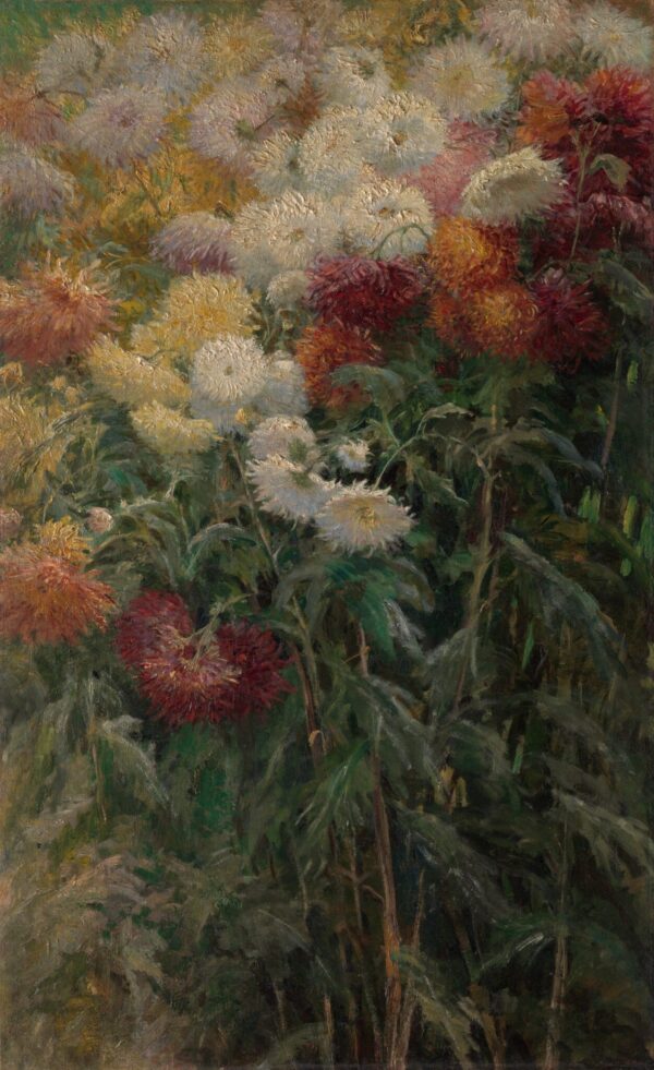 Chrysanthèmes dans le jardin du petit gennevilliers – Caillebotte Gustave Caillebotte 70x105