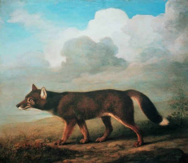 Portrait d’un grand chien de Nouvelle-Hollande (Dingo) – George Stubbs George Stubbs 85x75