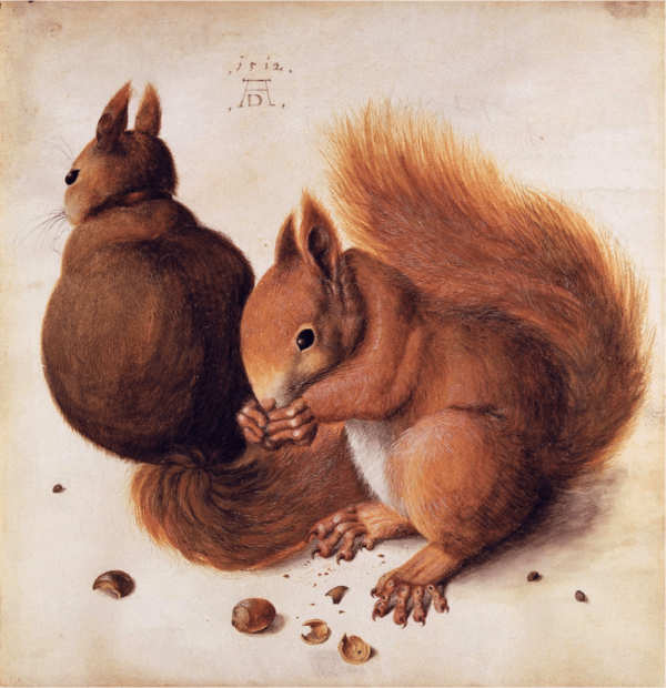 Ecureuils – Albrecht Dürer Albrecht Dürer 70x70