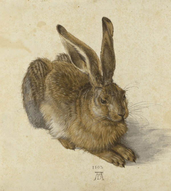 Le Lièvre – Albrecht Dürer Albrecht Dürer 70x70