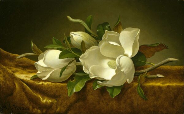 Magnolias sur tissu de velours doré – Martin Johnson Heade Martin Johnson Heade 105x70