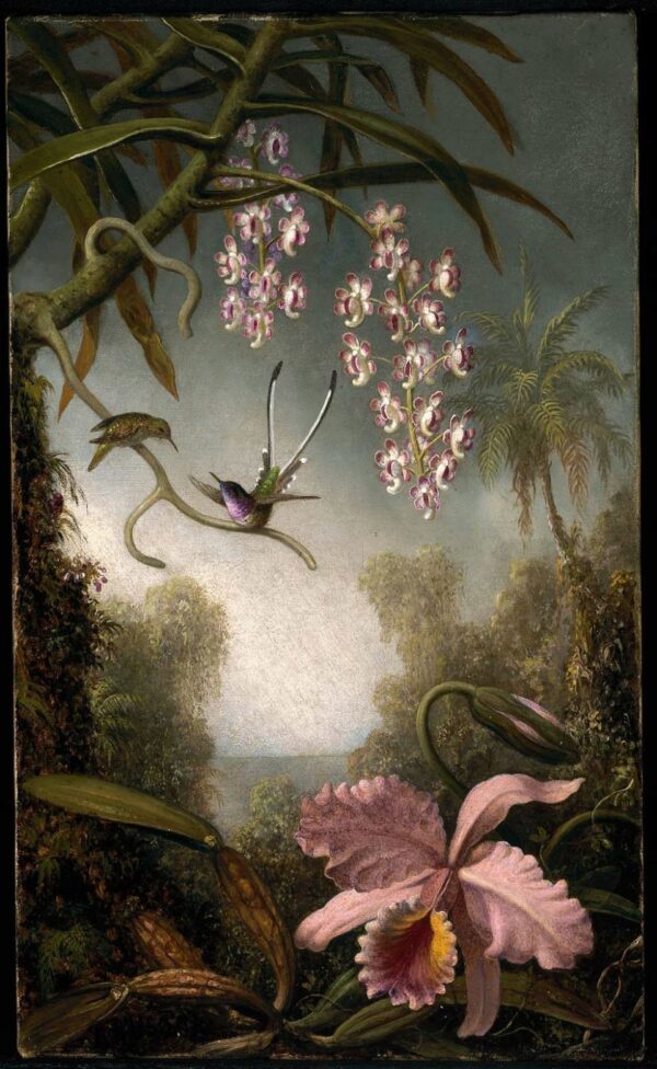 Orchidées et Spray Orchids avec Colibri – Martin Johnson Heade Martin Johnson Heade 70x105