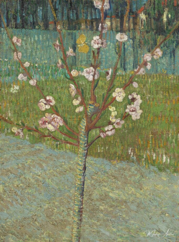 Amandier en fleur – Van Gogh Vincent Van Gogh