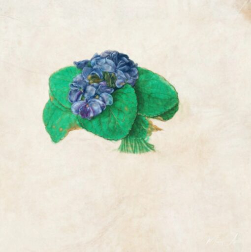 Bouquet de violettes – Albrecht Dürer Albrecht Dürer