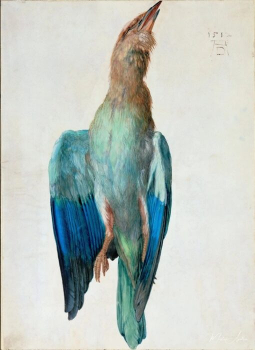 Corbeau à capuche – Albrecht Dürer Albrecht Dürer