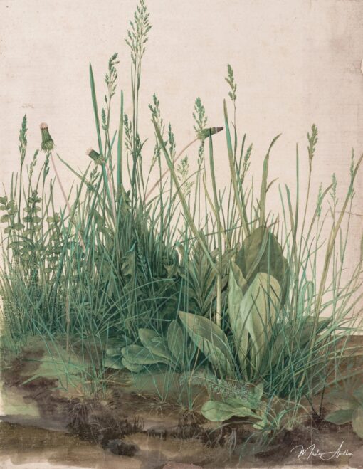 Grande Touffe d’herbes – Albrecht Dürer Albrecht Dürer 2