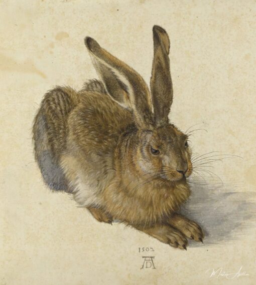 Le Lièvre – Albrecht Dürer Albrecht Dürer 2
