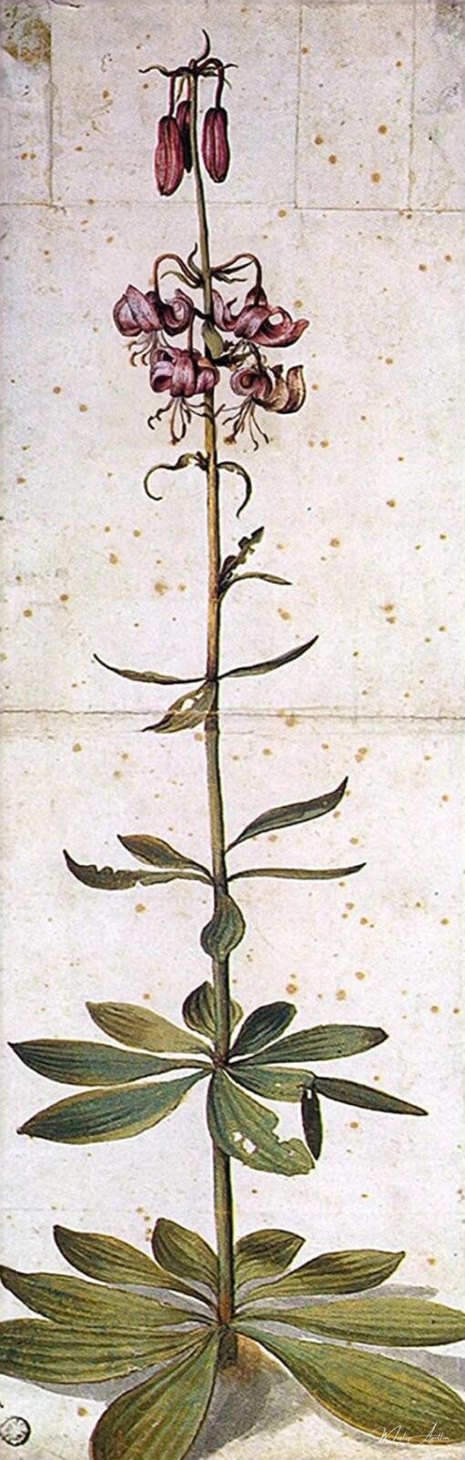 Lys à capuchon turc – Albrecht Dürer Albrecht Dürer