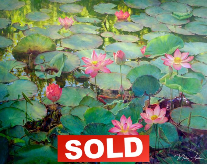 Nénuphars | 200 x 150 cm La Galerie d'art en ligne art gallery