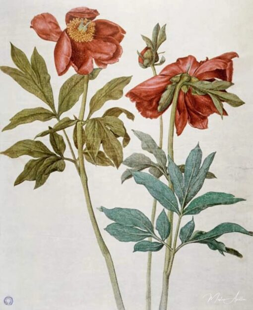 Peonies  – Albrecht Dürer Albrecht Dürer