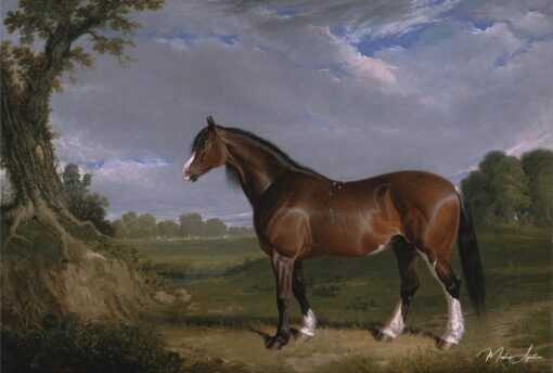 Un étalon Clydesdale – John Frederick Herring Snr John Frederick Herring Sr