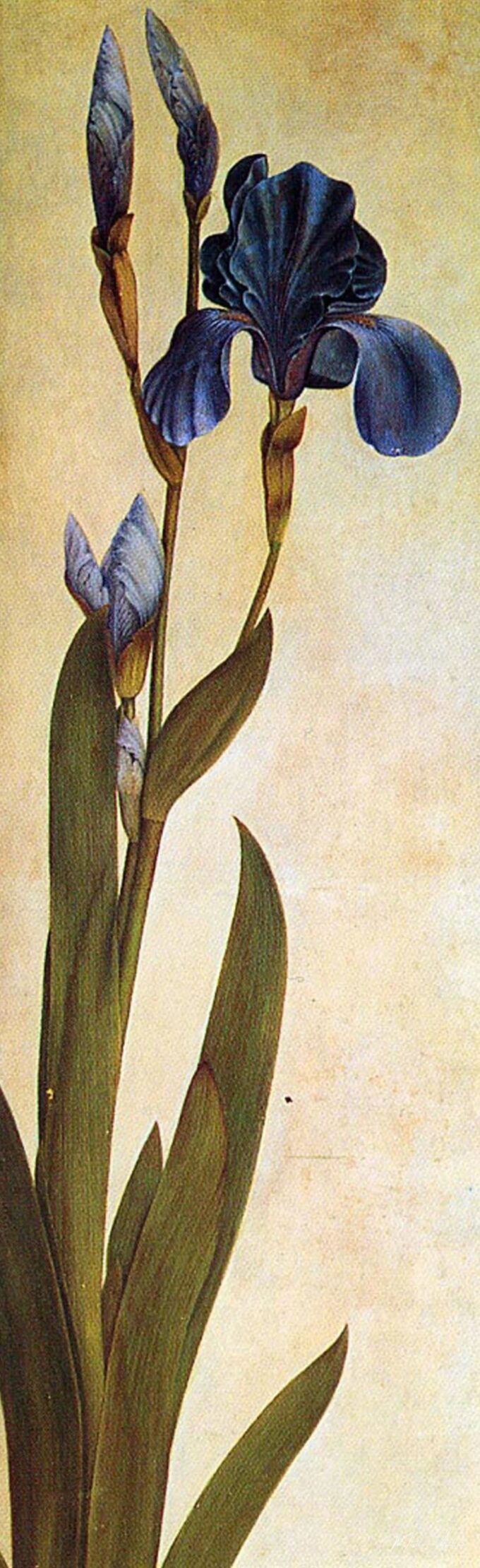 Un Iris – Albrecht Dürer Albrecht Dürer 2