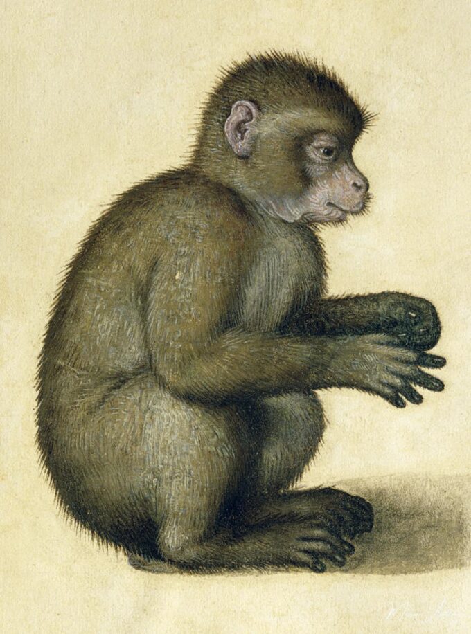 Un singe – Albrecht Dürer Albrecht Dürer 2